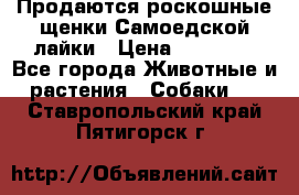 Продаются роскошные щенки Самоедской лайки › Цена ­ 40 000 - Все города Животные и растения » Собаки   . Ставропольский край,Пятигорск г.